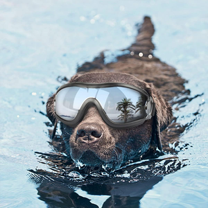 Outdoor-Schutzbrillen für Hunde