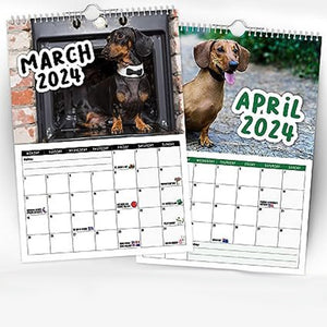 Freche Dachshunde - Wandkalender 2024