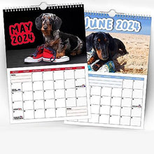 Laden Sie das Bild in den Galerie-Viewer, Freche Dachshunde - Wandkalender 2024
