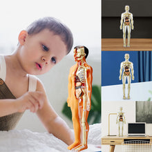 Laden Sie das Bild in den Galerie-Viewer, Kinderanatomiemodell Skelett 3D-Modell des menschlichen Torsos
